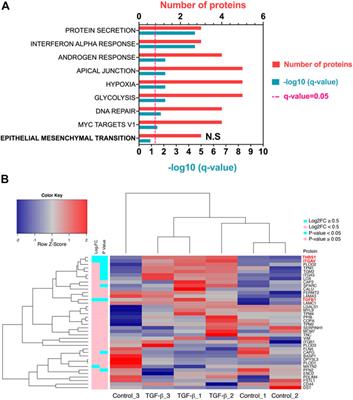 Quantitative Proteomic Analysis in Alveolar Type II Cells Reveals the Different Capacities of RAS and TGF-β to Induce Epithelial–Mesenchymal Transition